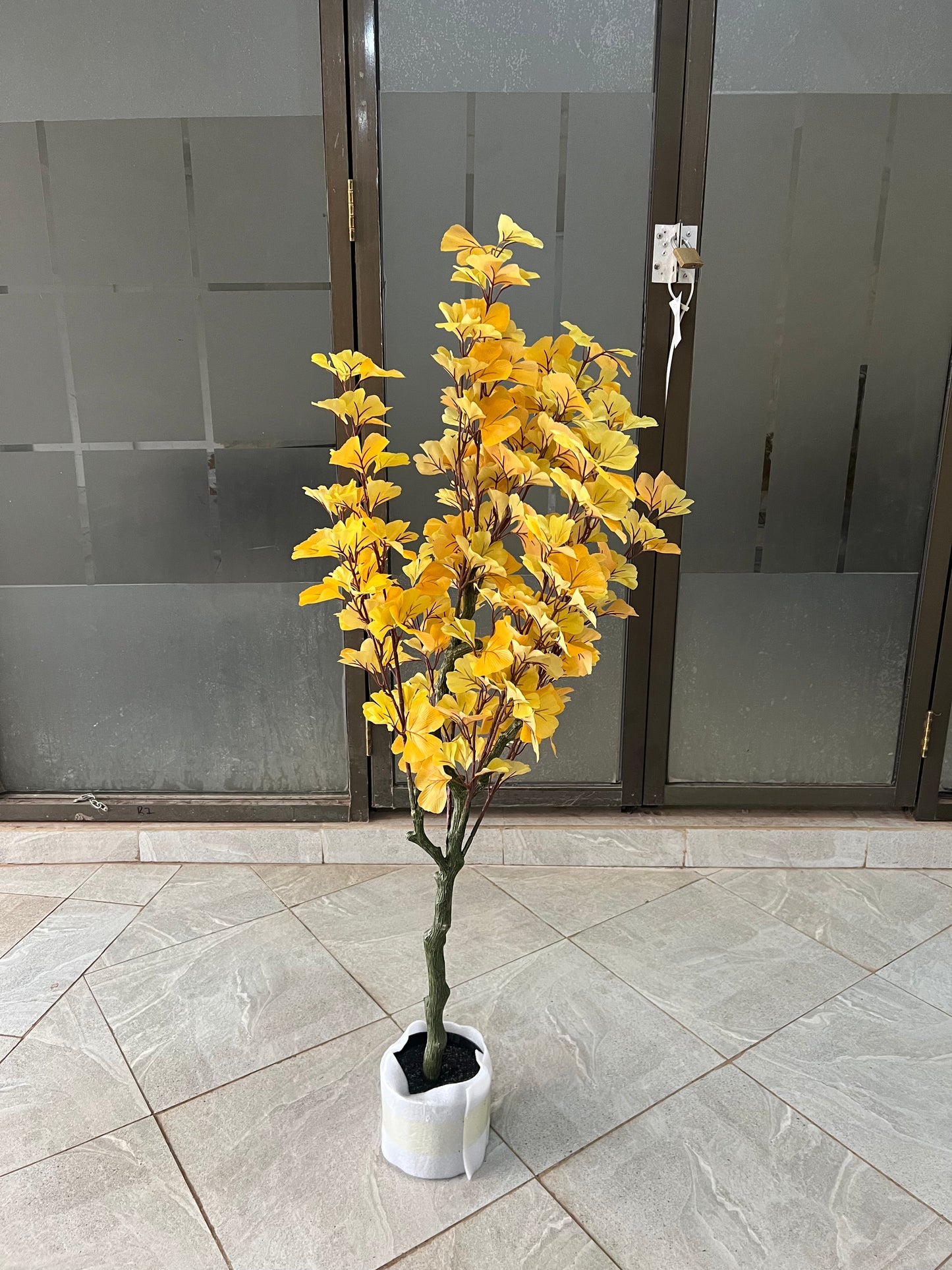 Ginkgo Biloba tree 120cm