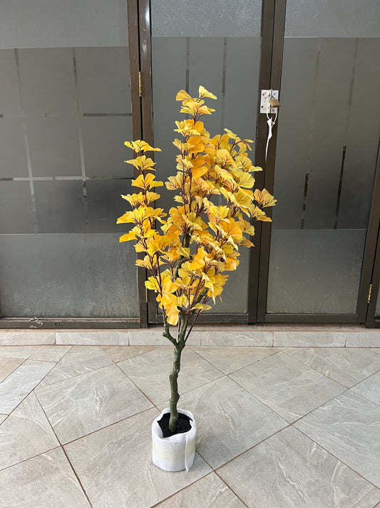 Ginkgo Biloba tree 120cm
