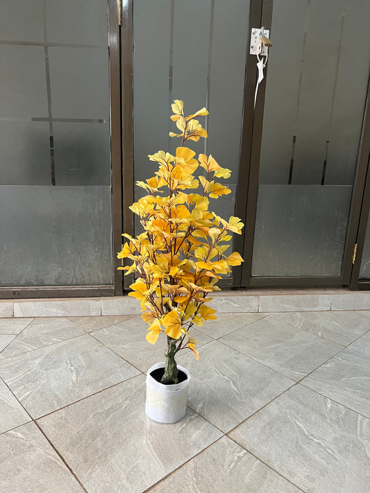 Ginkgo Biloba tree 90cm
