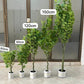 Maples tree 150cm