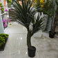 Dragon blood tree