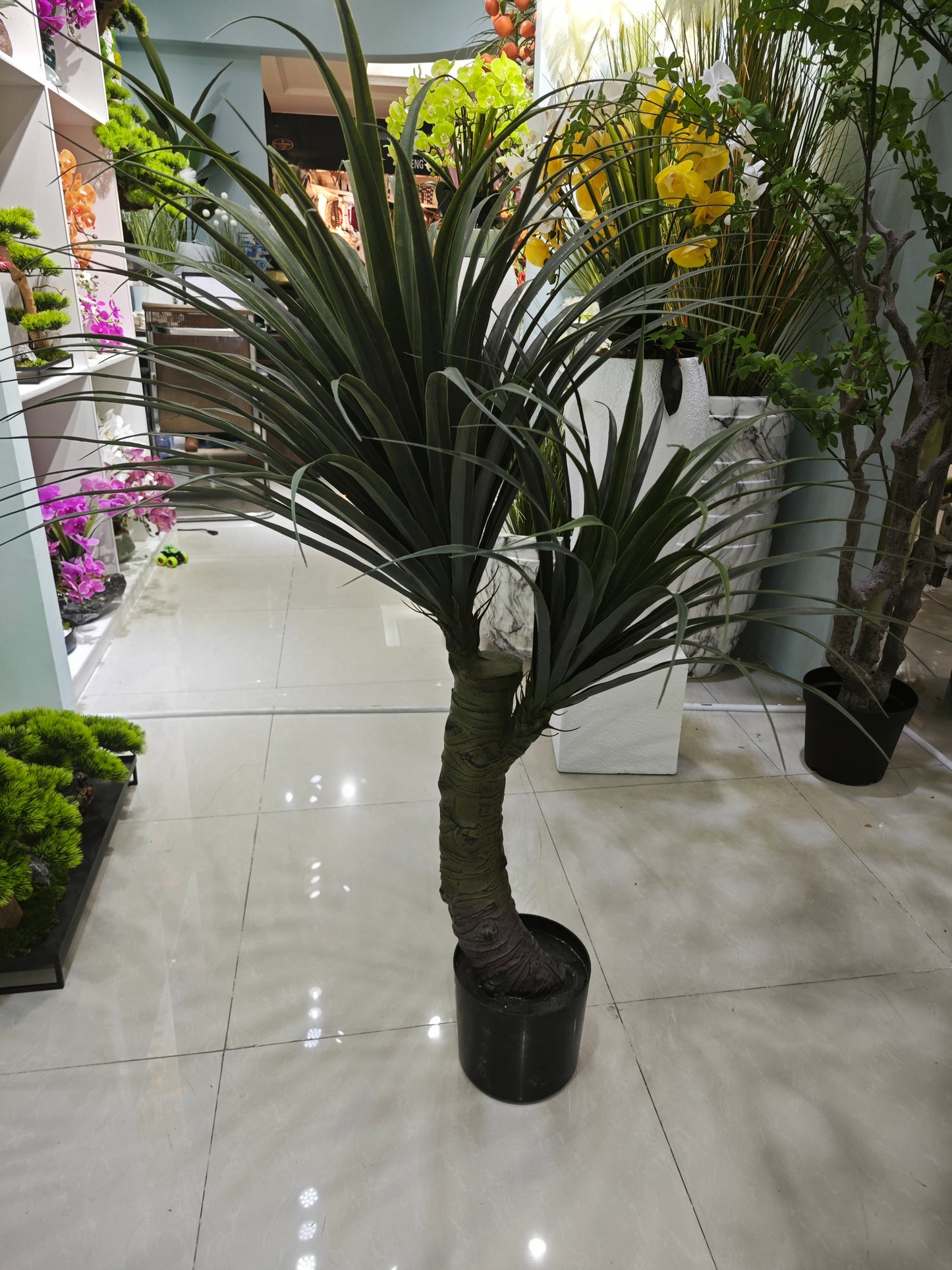 Dragon blood tree