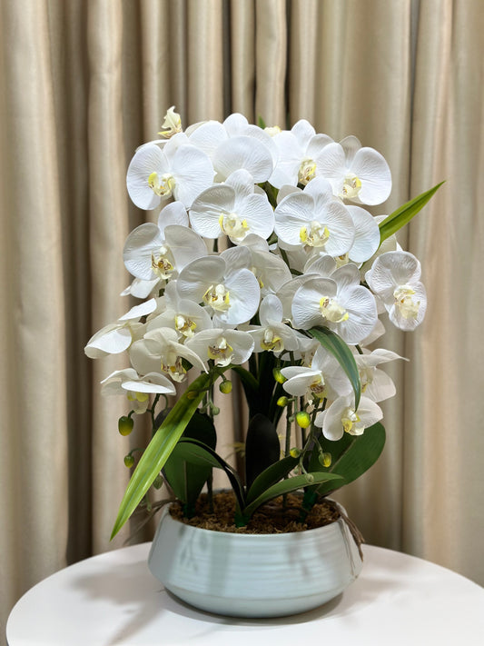 White orchid