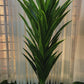 Sisal plant